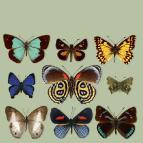 Mariposas Endémicas de Colombia